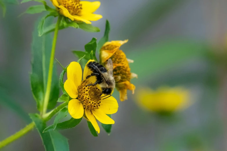 the bee is standing on a flower with yellow flowers