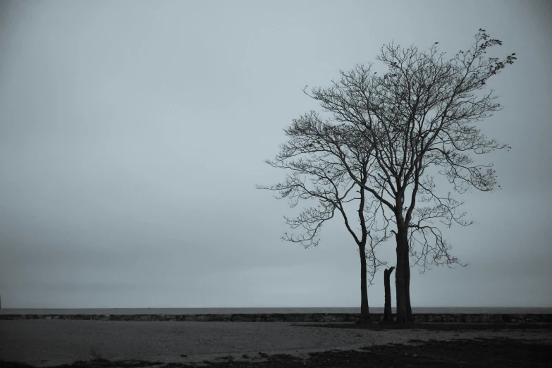 two trees in the field are standing tall