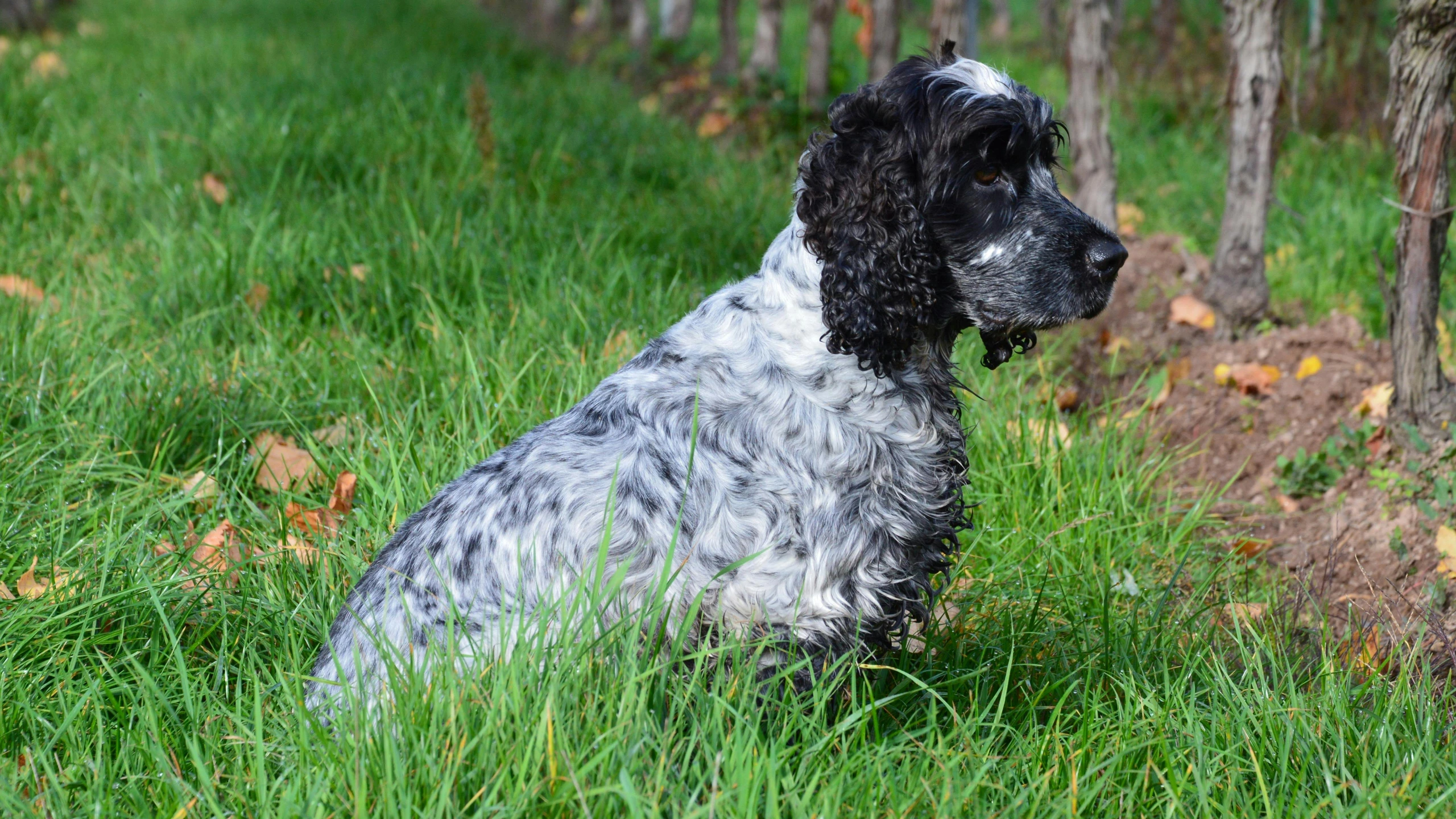 the dog is sitting in tall grass next to trees