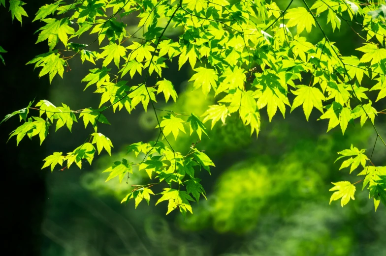 bright yellow leaves are coming from a tree