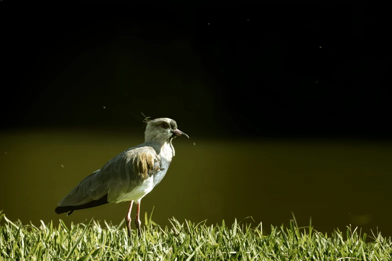 the bird is standing alone in the grass