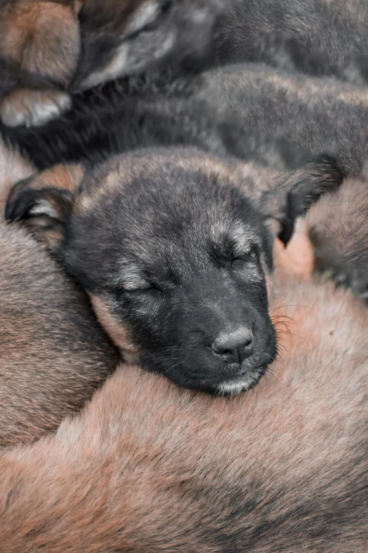 many puppies sleeping together in this family