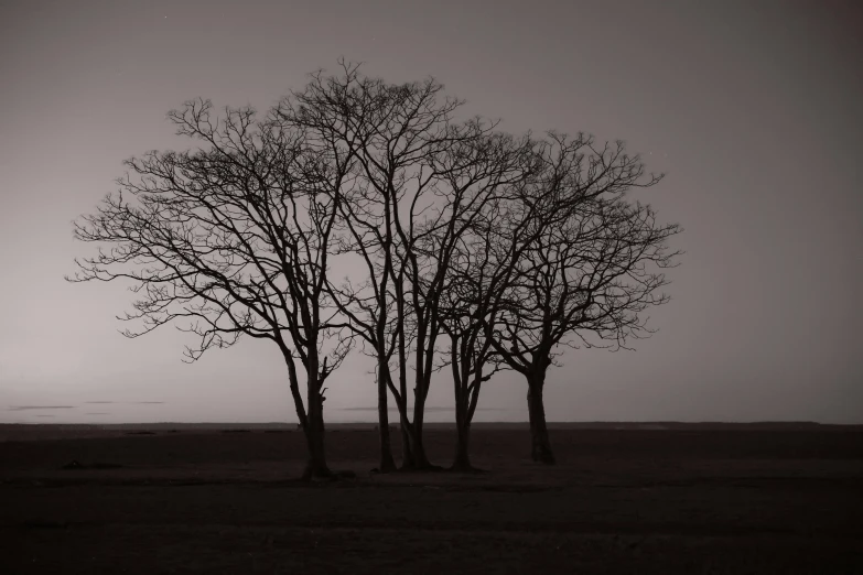 three trees standing near the ocean during the day