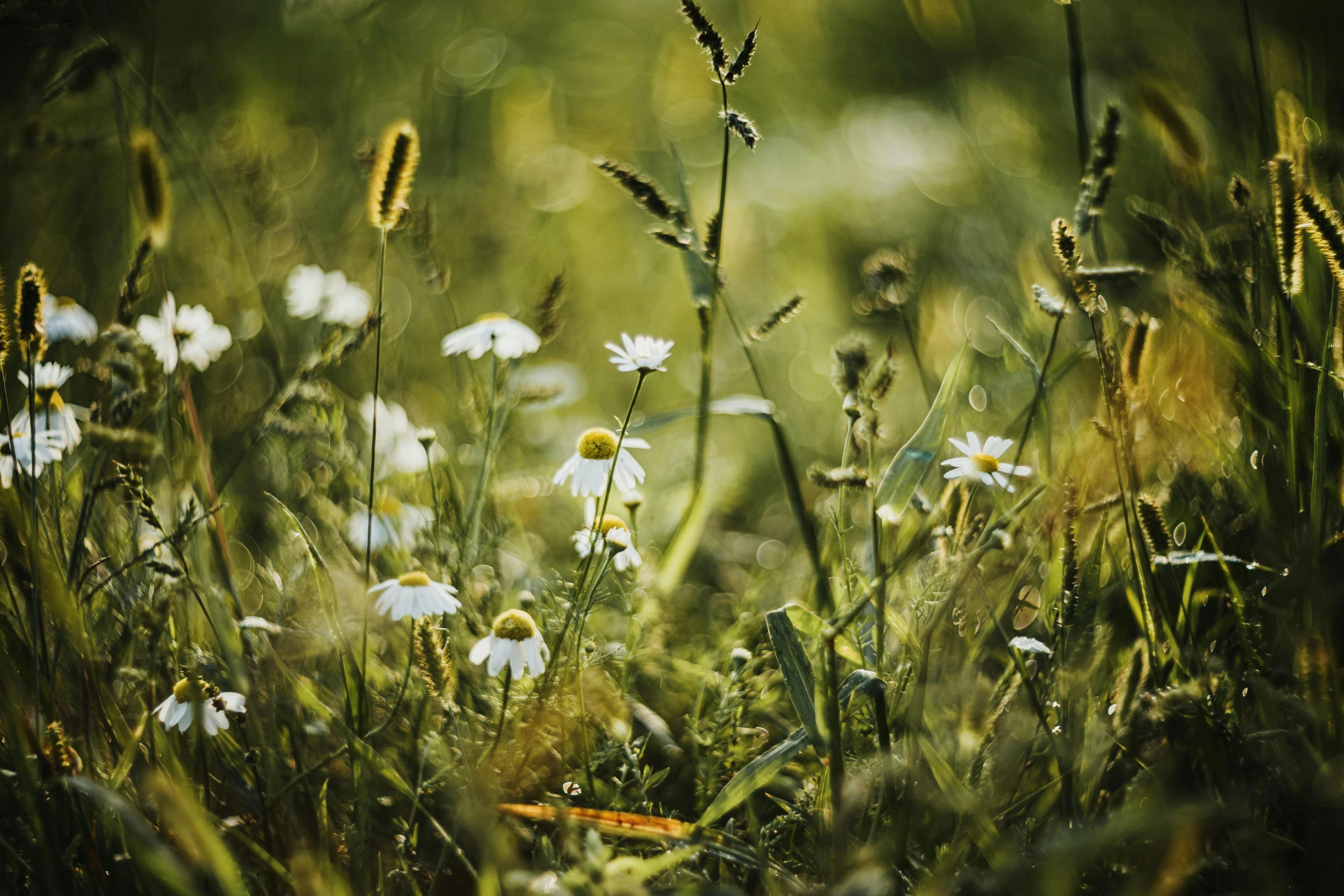 a picture of a group of daisies in the grass