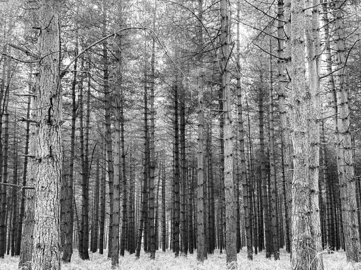 a forest filled with lots of tall trees