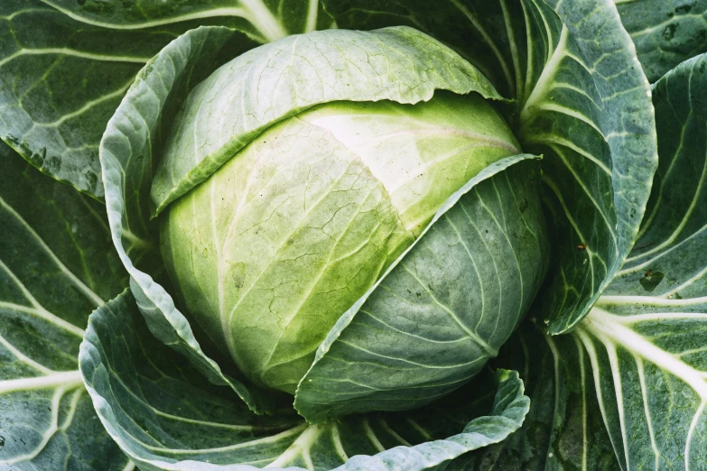 an image of cabbage head up close