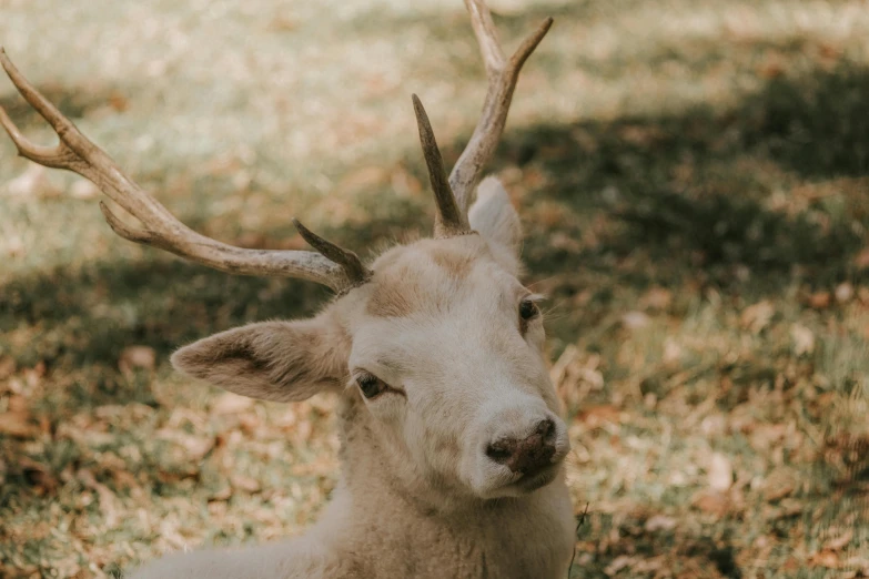 a white deer that is laying down in the grass