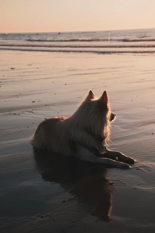 a dog is on the beach at sunset