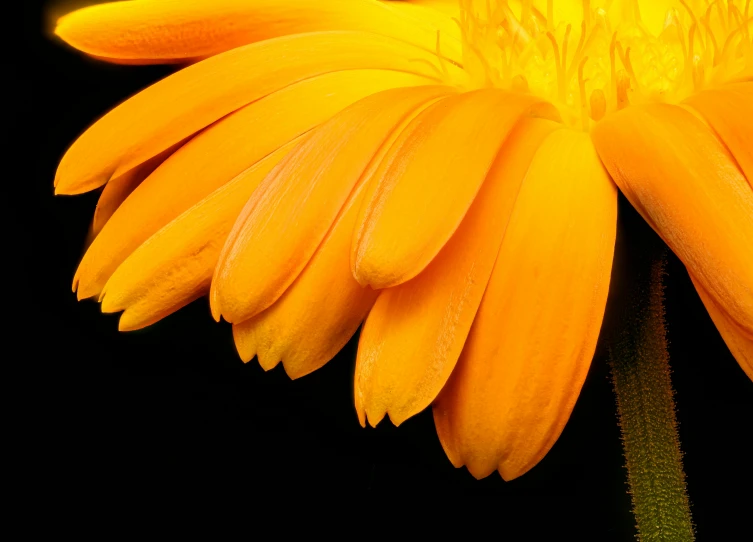 yellow flower with water droplets over it