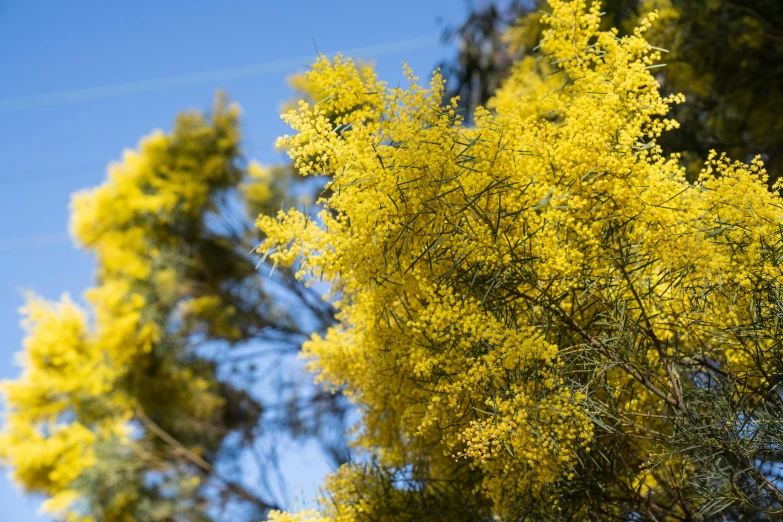 some yellow flowers in a field near trees