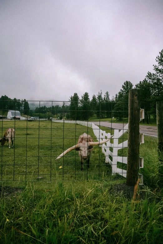 some cows in a field with a wire fence