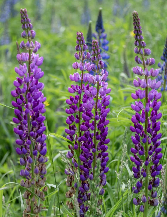 a field of wild purple flowers that are growing near each other