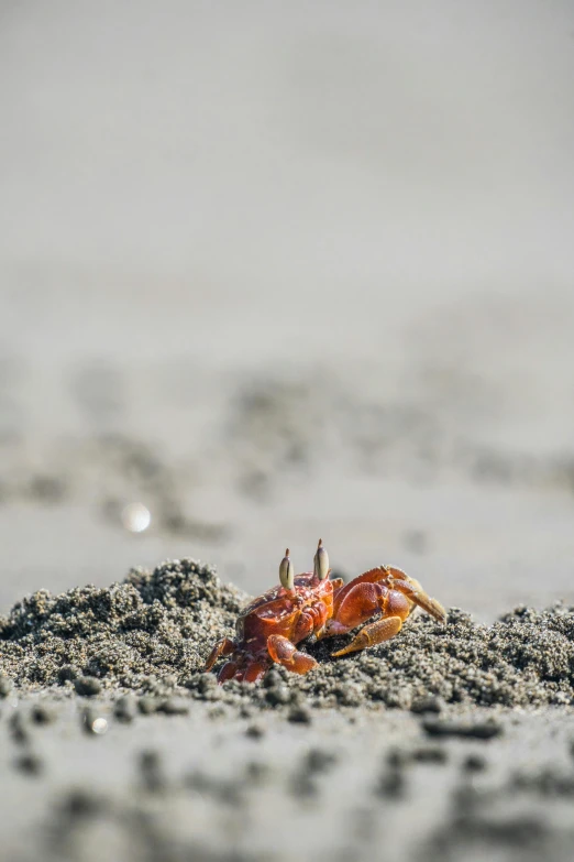 a crab sits alone in the sand at the beach