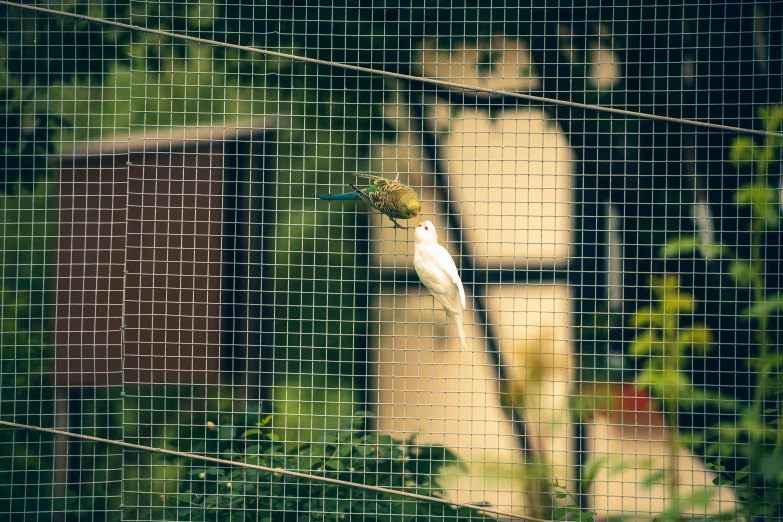 an image of a bird perched on a fence