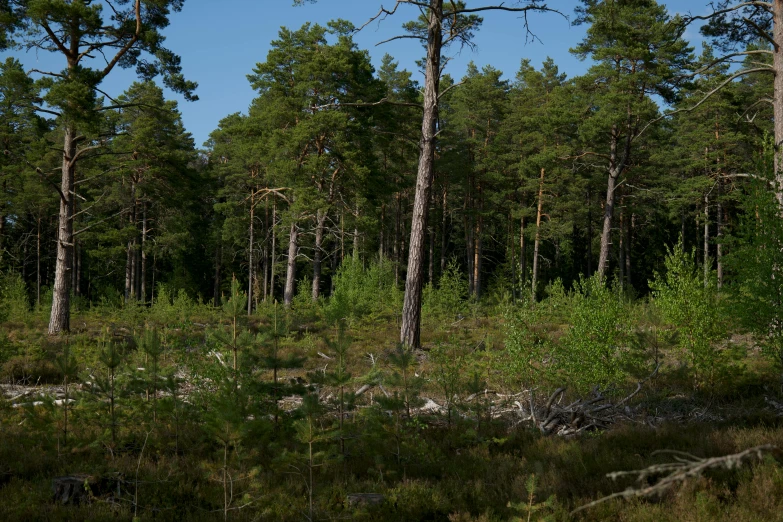 several large trees stand around in a forest