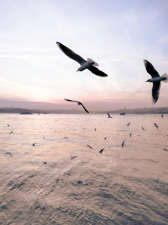 some seagulls are flying on a beach near the water