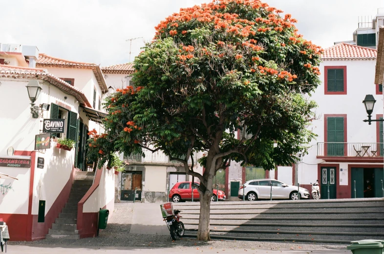 a tree with flowers and people walking on the sidewalk