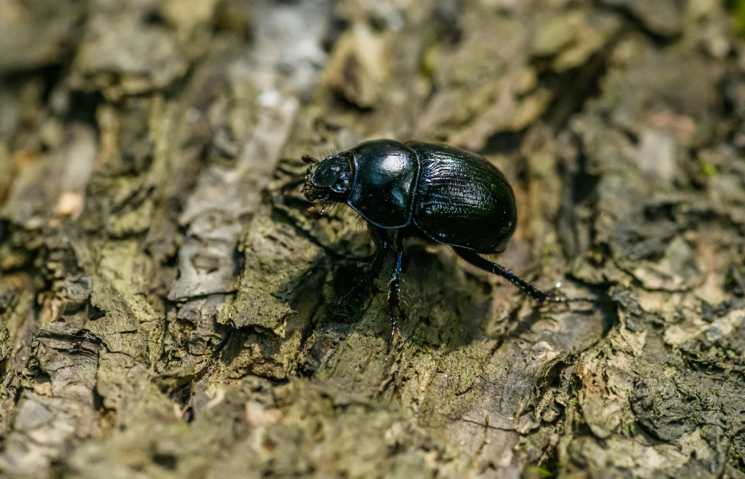 a black beetle is sitting on a tree nch