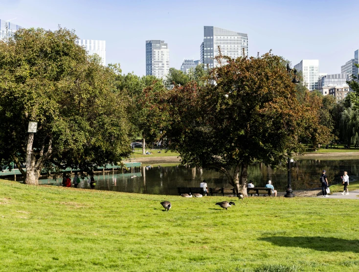 a city view of the grass and trees with several birds on the grass