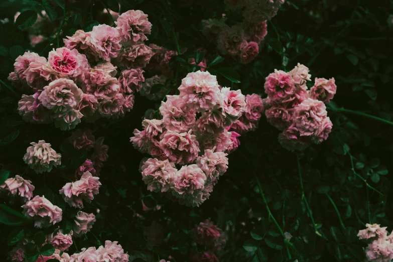 close up picture of a bunch of pink flowers