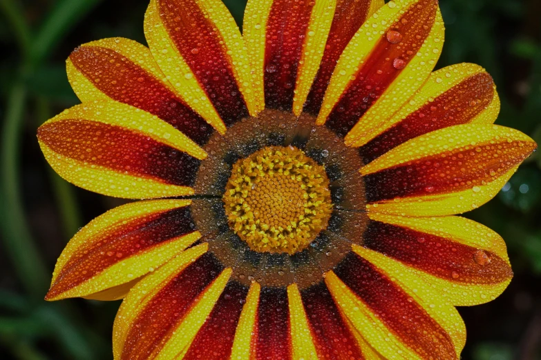 an open flower with many drops on it