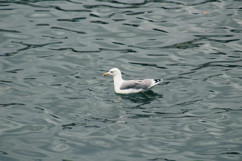 a duck that is floating in the water