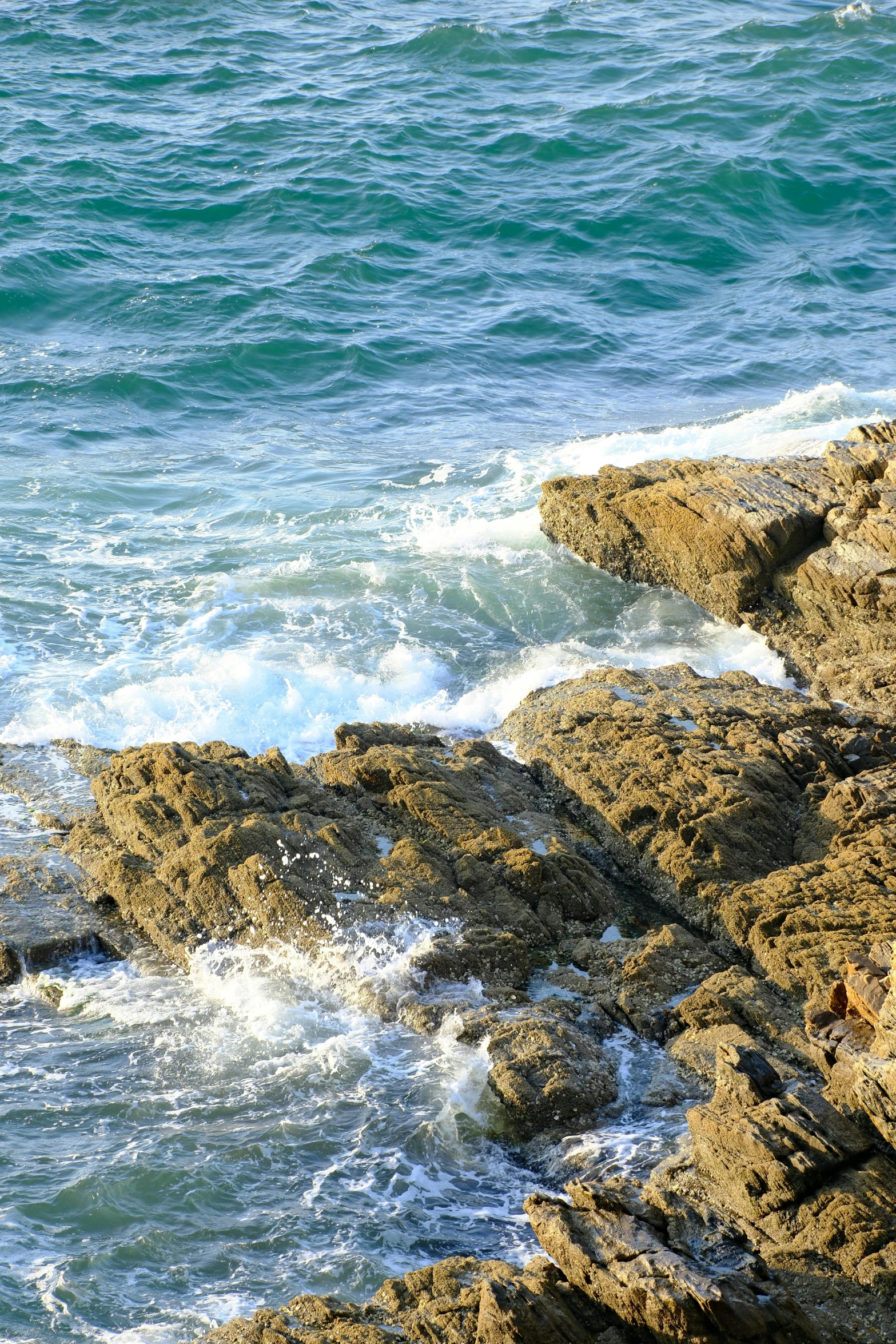 a bird sitting on a rock next to the ocean