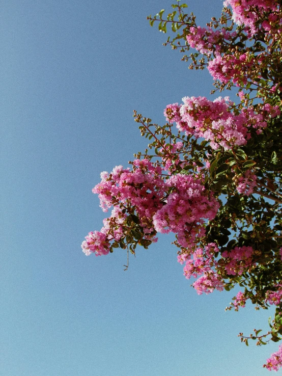 a beautiful tree with pink flowers is blowing in the wind