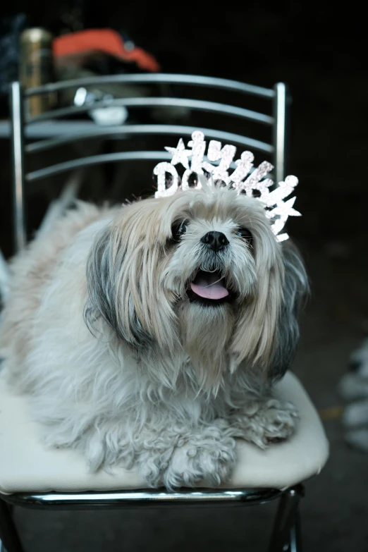 a white and black dog wearing a tiara