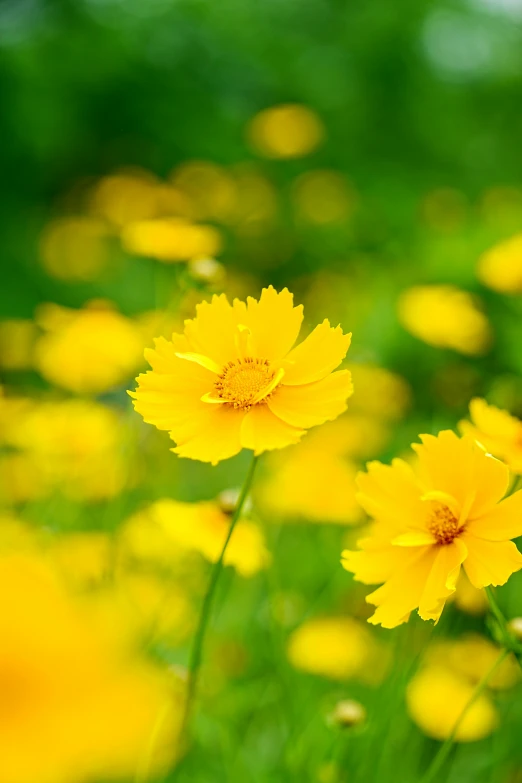 bright yellow flowers are growing in the green grass