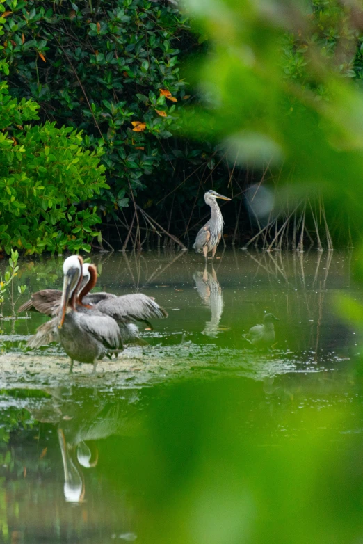 a group of birds floating on top of a pond