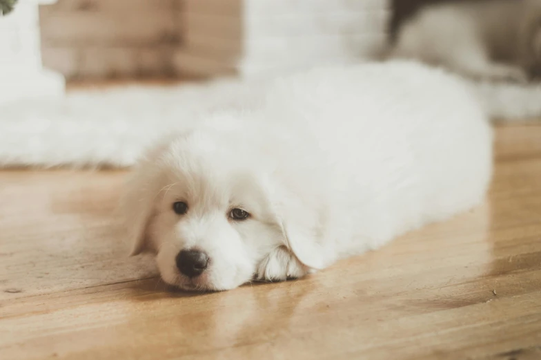 a white dog lays on the floor with his front legs resting