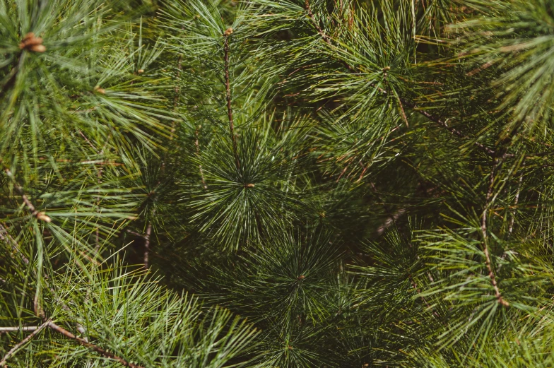 the top view of the evergreen tree nches with little leaves