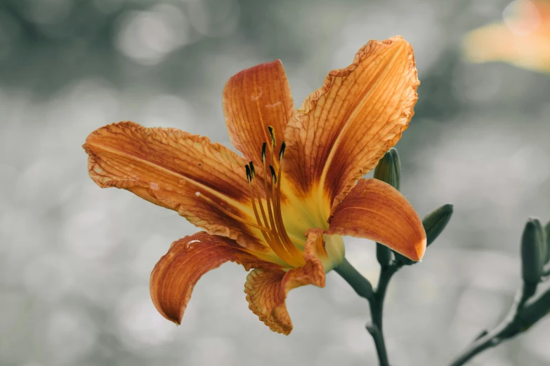 an orange lily with green leaves is displayed