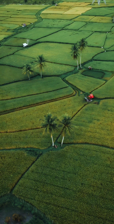 an aerial view of a lush green field