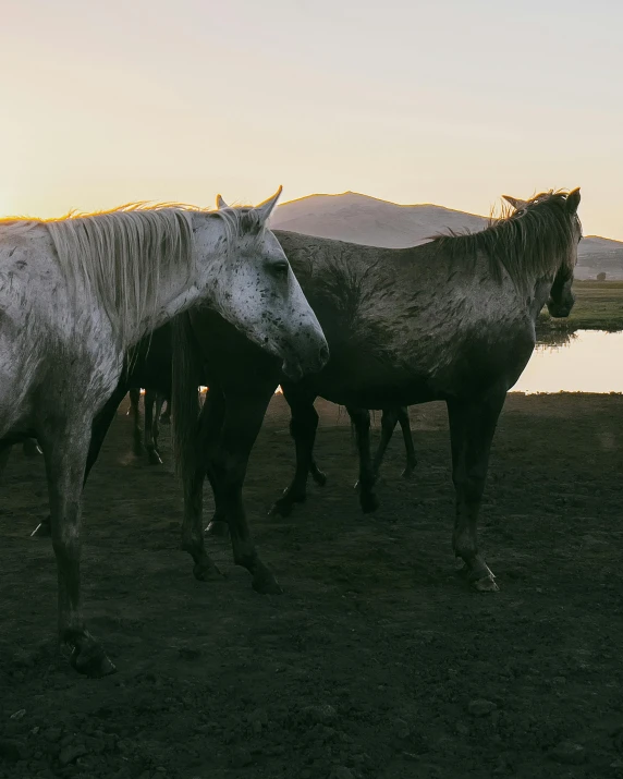 two horses standing next to each other near water