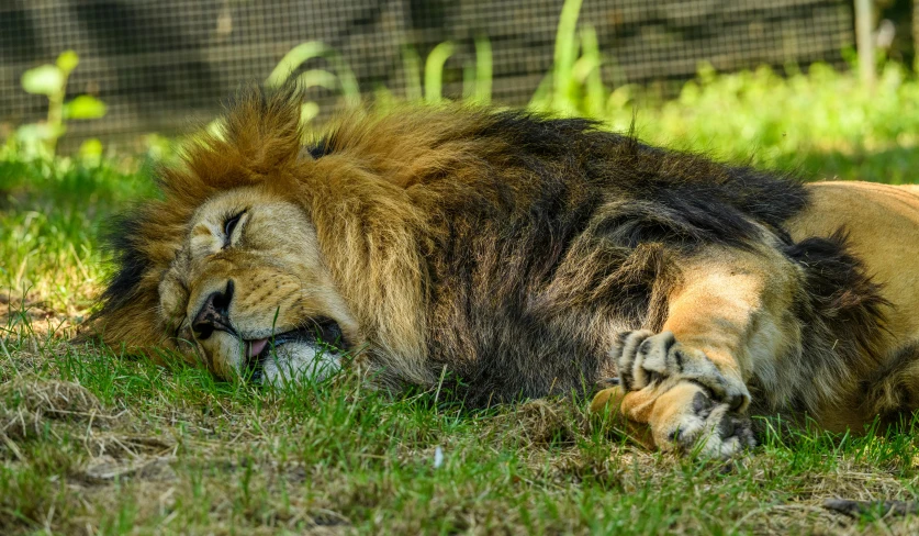 a brown lion lays in the grass