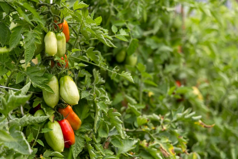 a cluster of tomatoes growing on the top of a plant