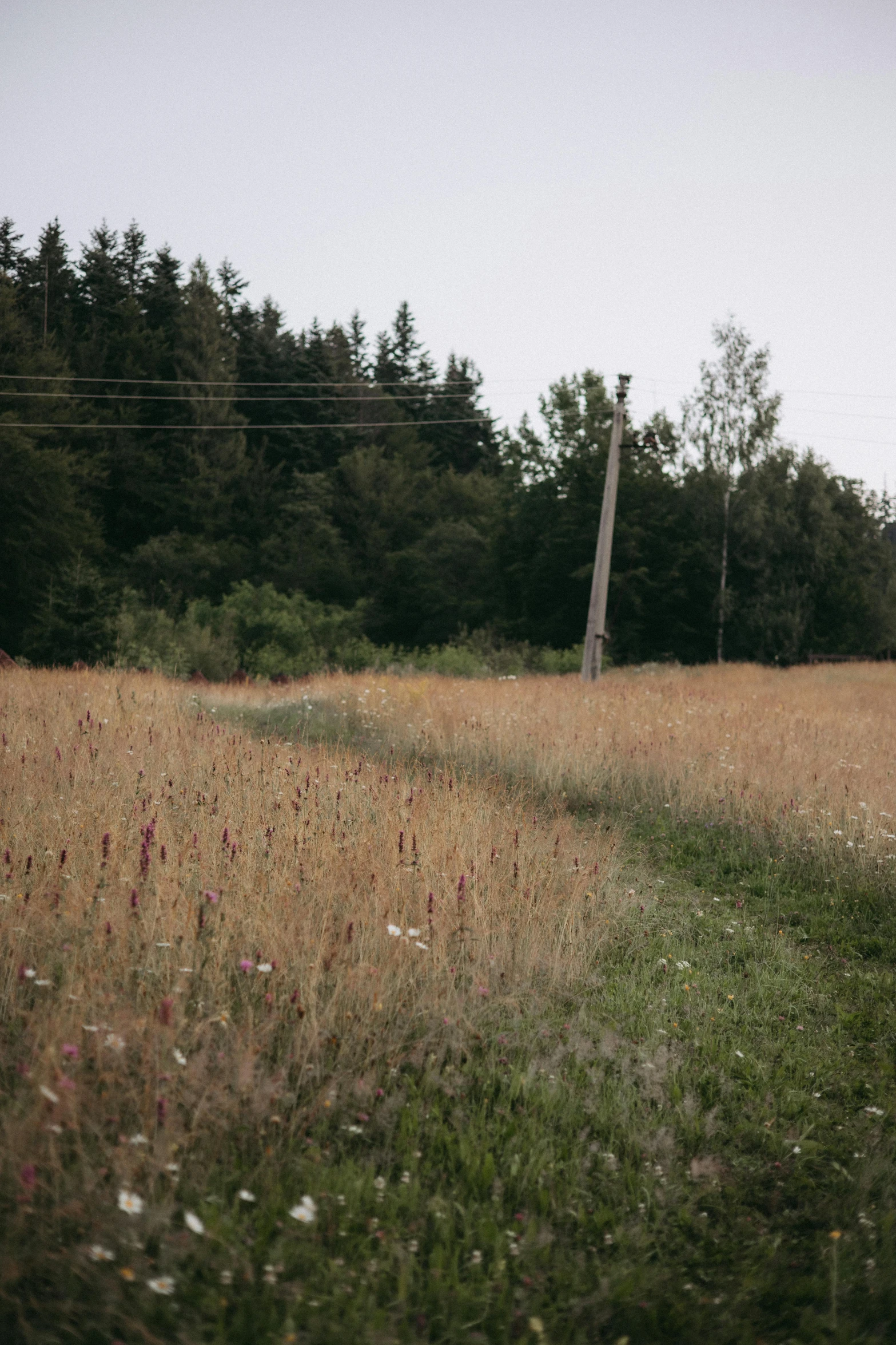 the grass is in front of power lines