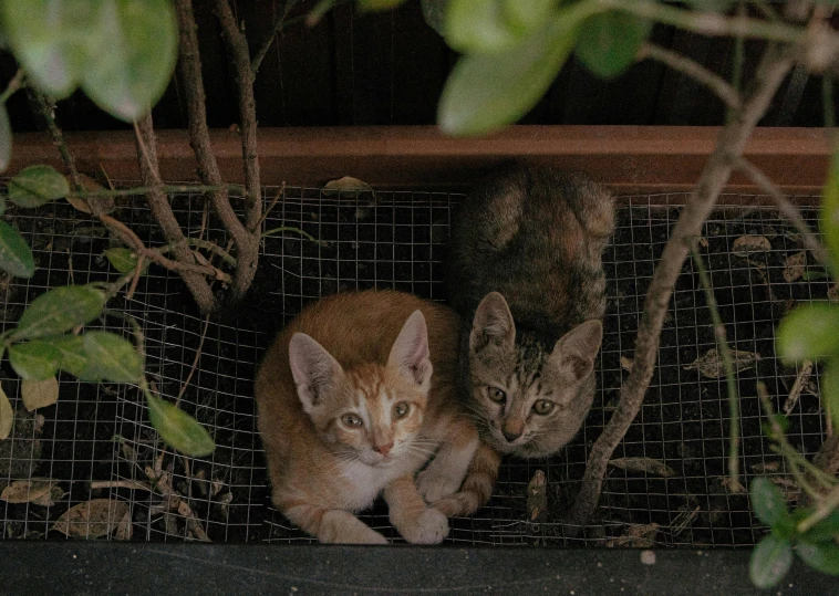 a couple of cats on a metal fence