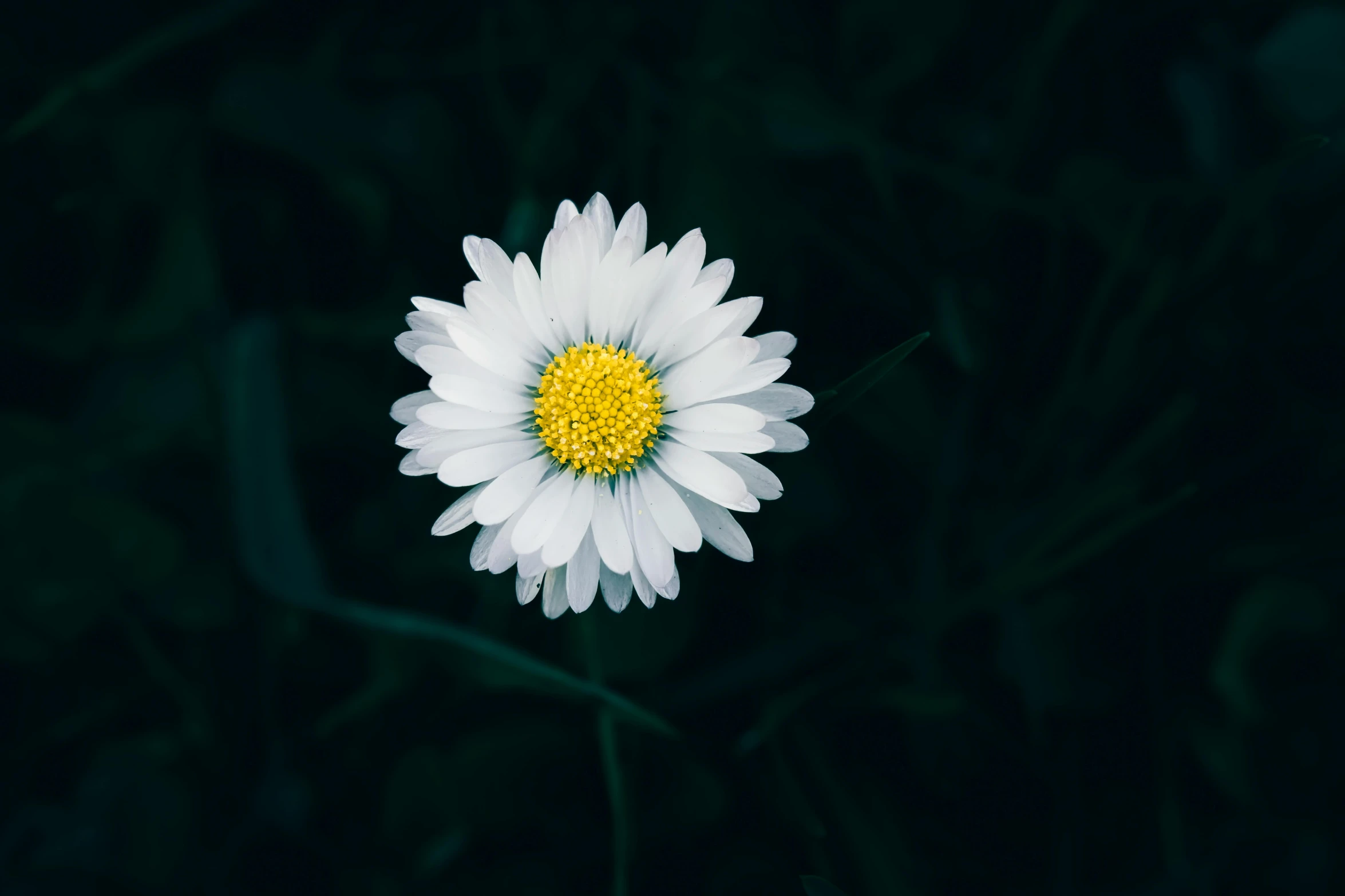 white flower with a yellow center sitting in a dark, green field