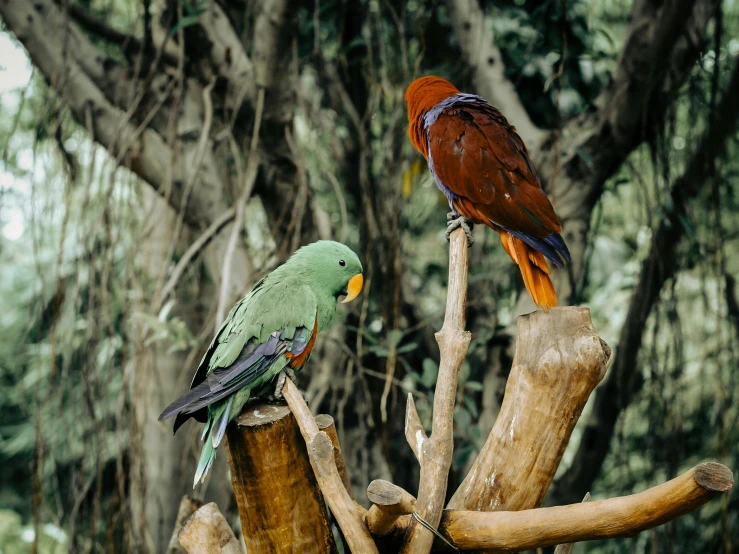 two parrots perched on wood on a tree in front of trees