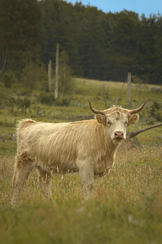 a single white bull standing in the middle of an open field