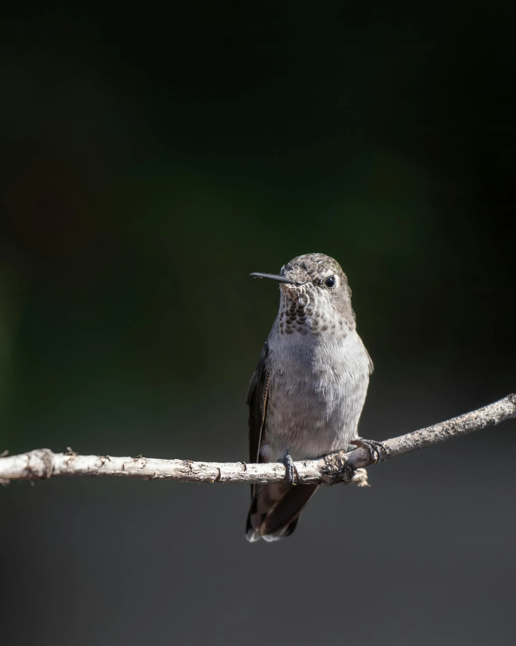 a small bird is sitting on a thin nch