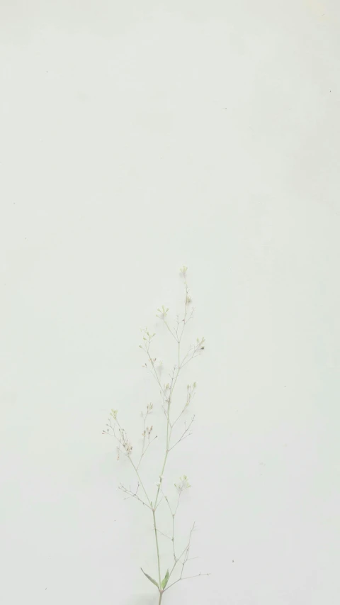 some flowers that are on a table next to a vase