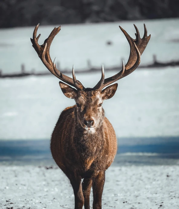 an adult red deer standing on top of a frozen lake