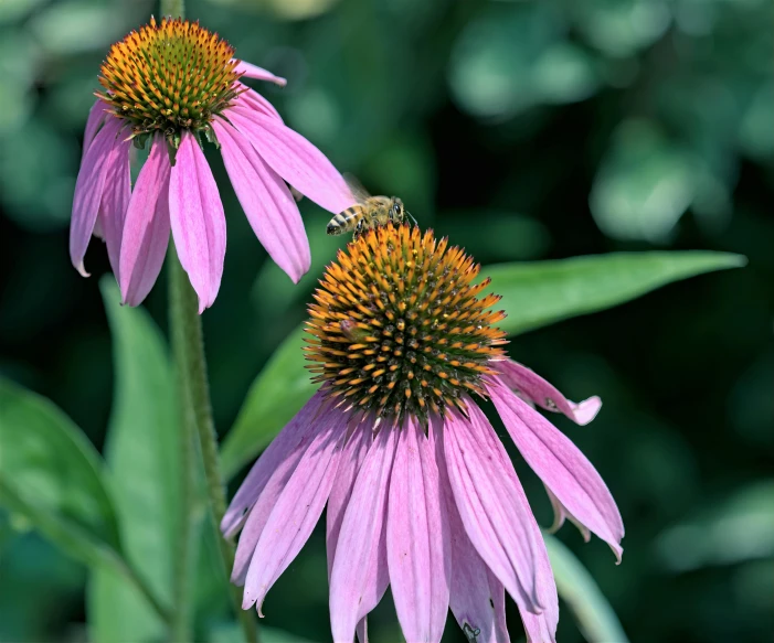 two flowers with a bee on it in the middle