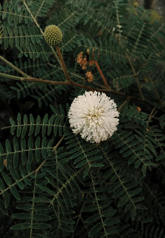 some flowers and a leafy green tree