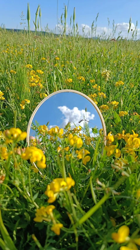 a mirror lying on the ground in a field