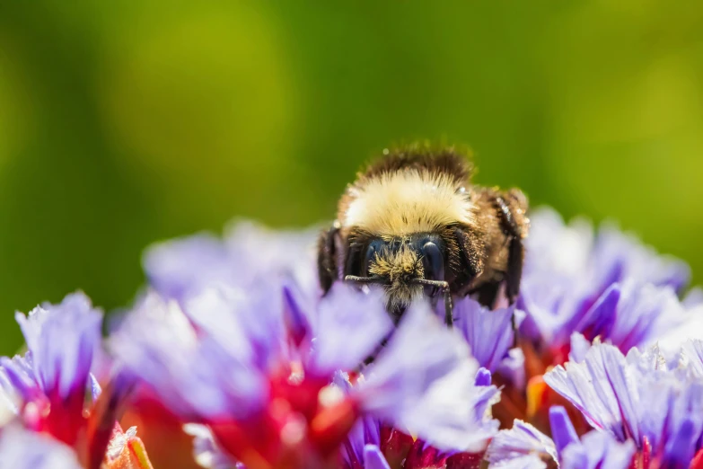 the bee is sitting on the top of purple flowers